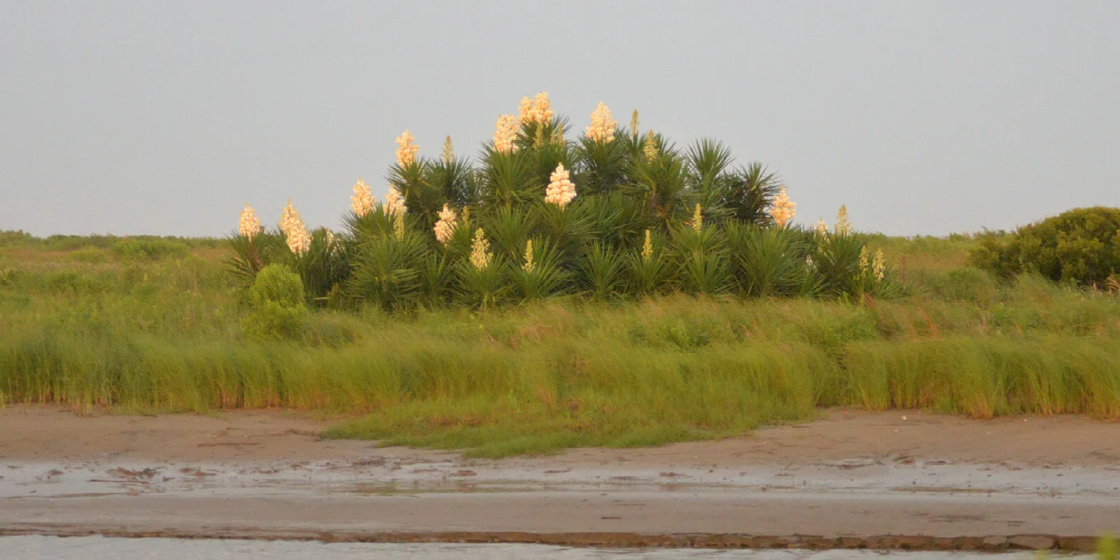 Blooming yucca on a low grassy rise near the shore