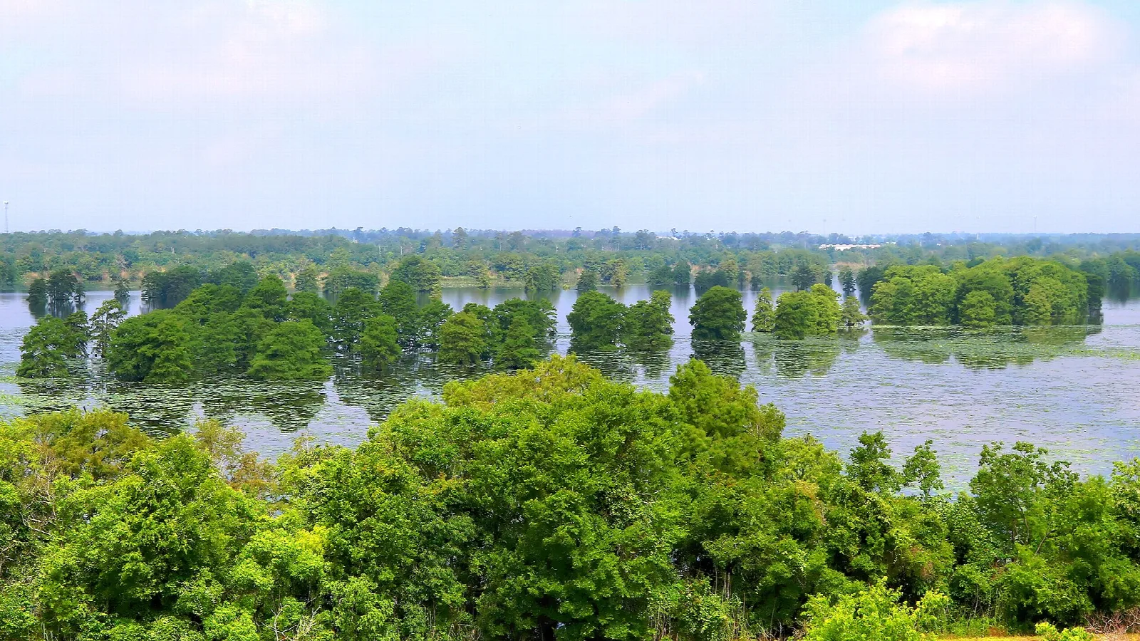 Wide flooded lake seen over green treetops