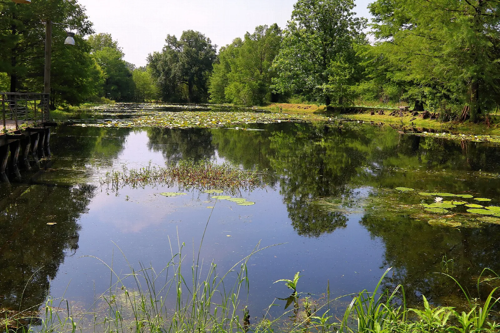 Pond ringed with trees and lily pads
