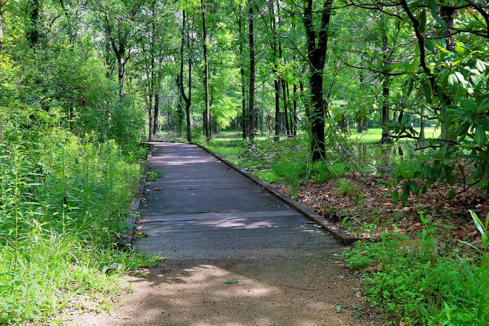 Shaded paved path through green woods