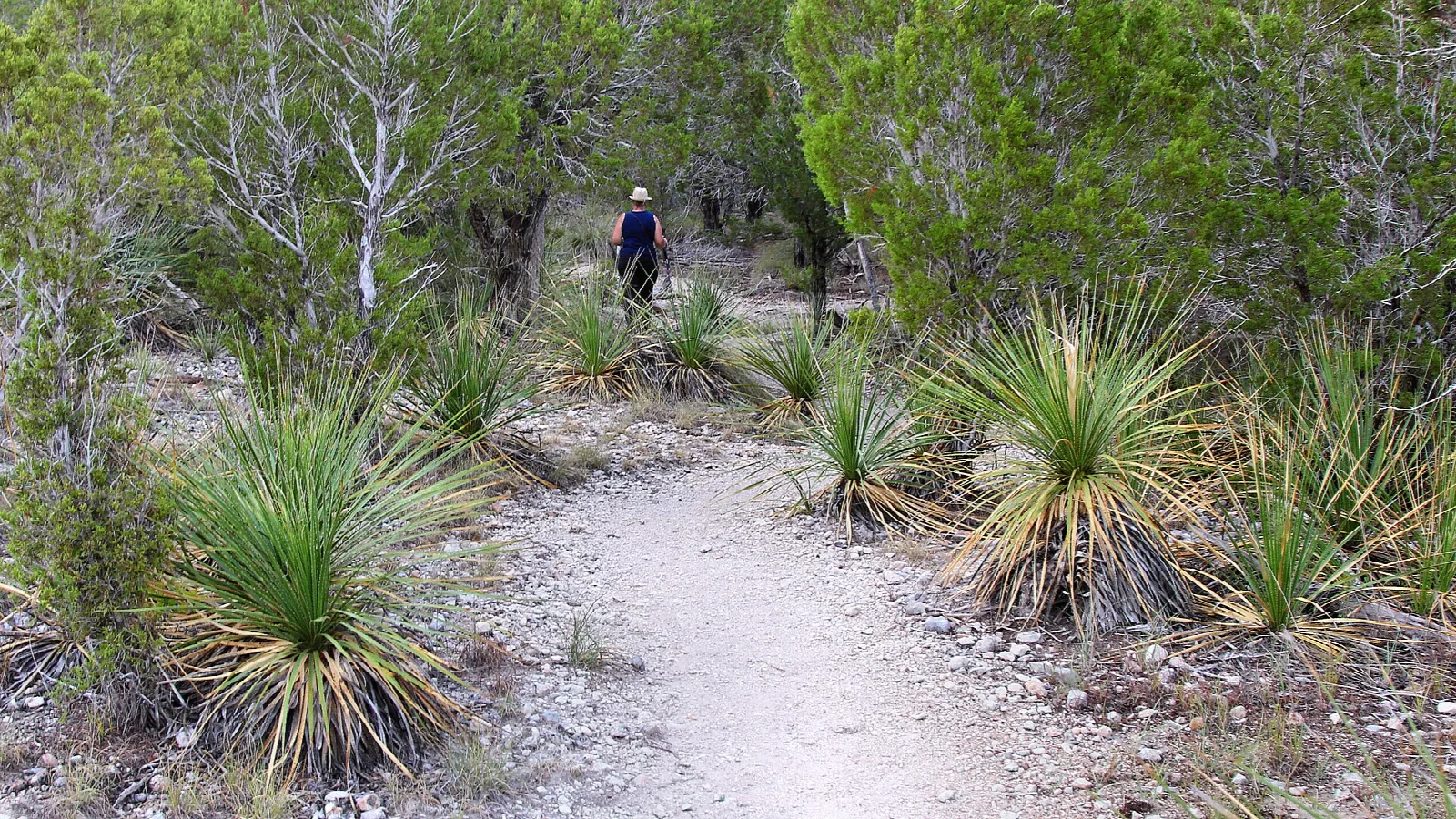 Sandy trail with yucca and a hiker among cedar trees