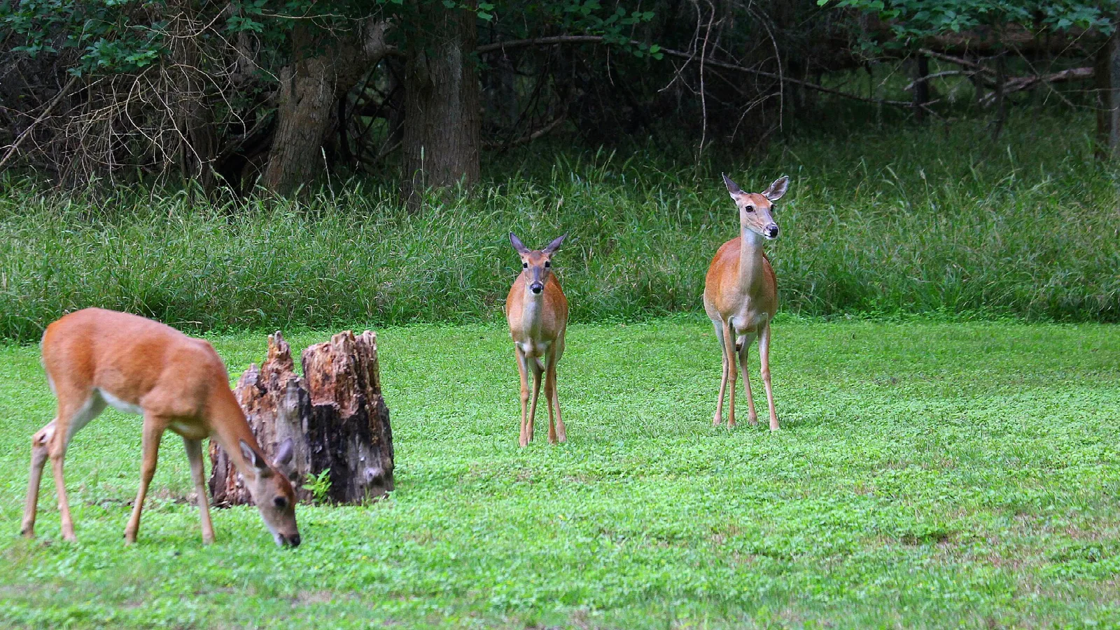 Three white-tailed deer on a green lawn by the woods