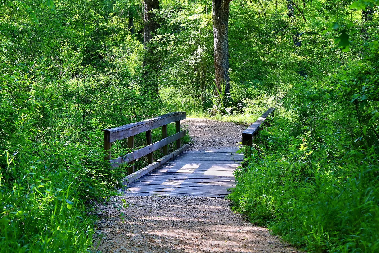 Wooden footbridge on a gravel trail through green woods