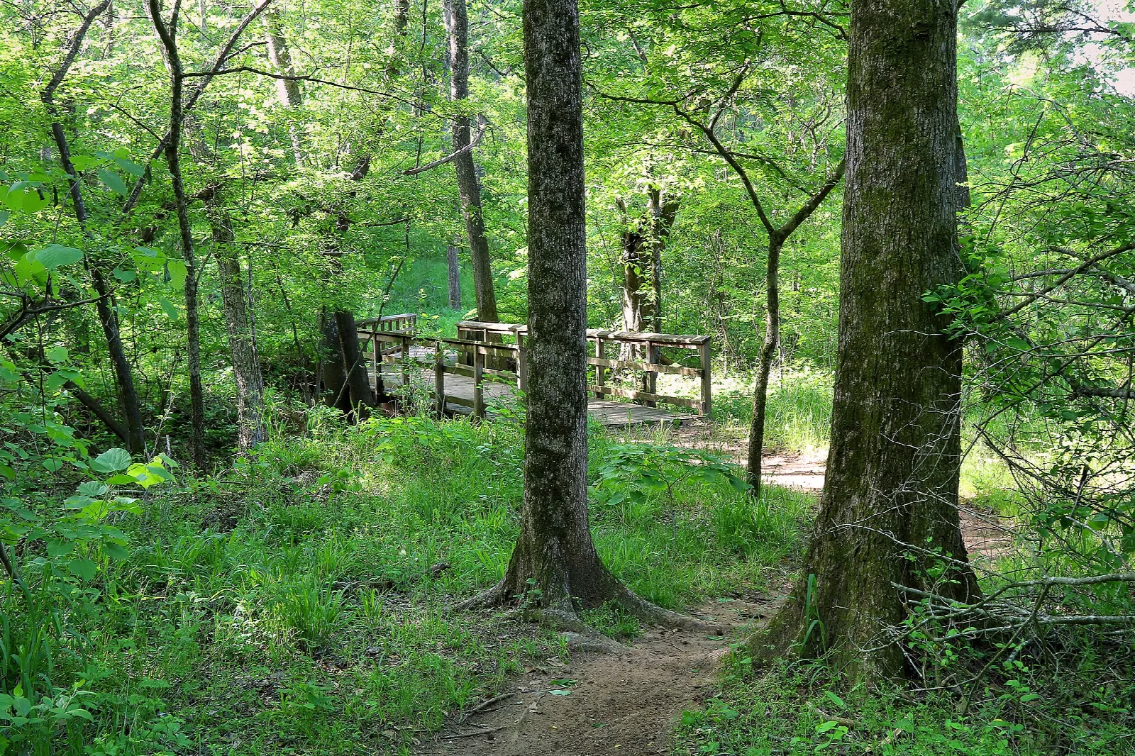 Footbridge on a trail in green woods