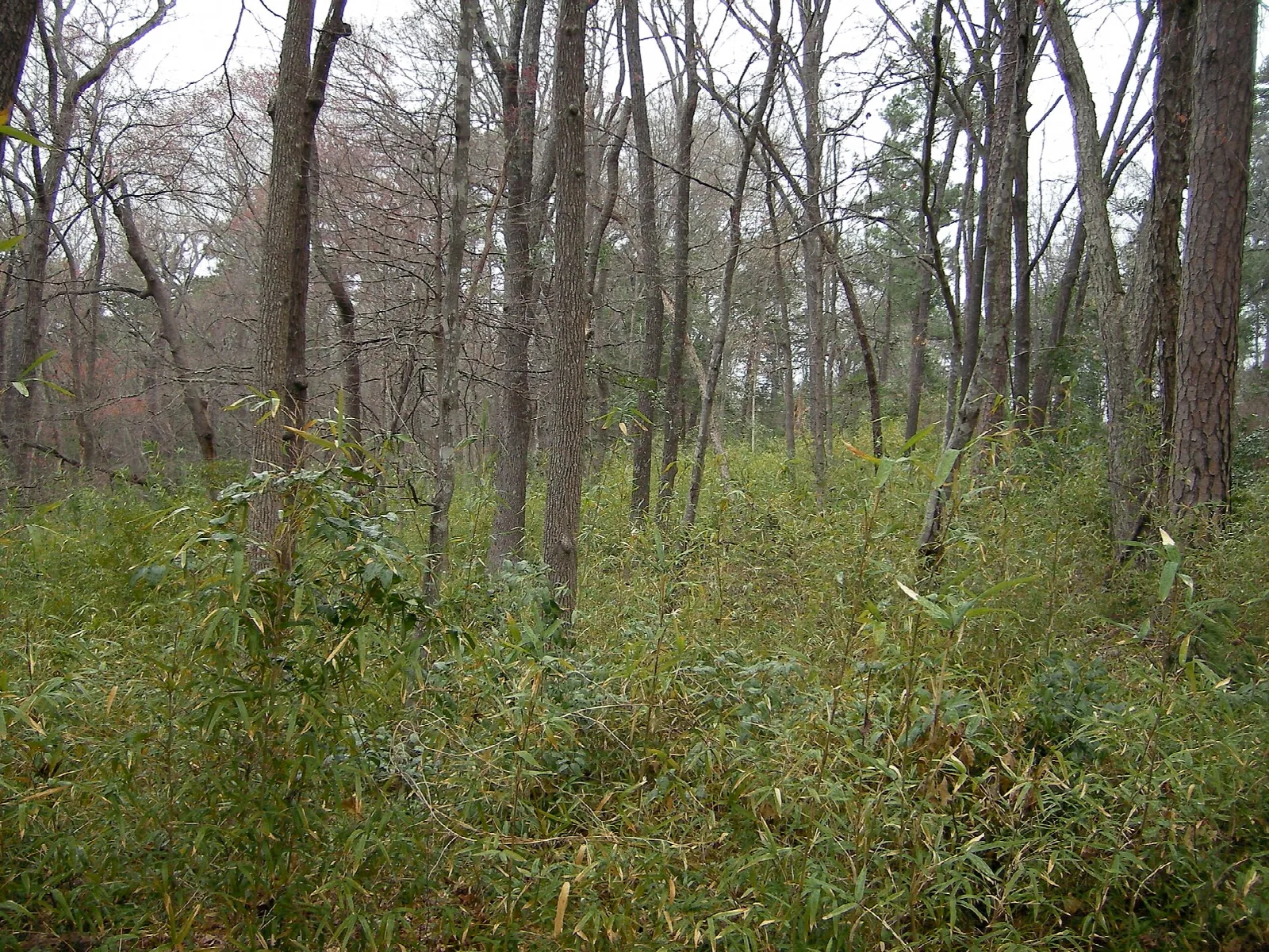 Bare woods over thick green undergrowth