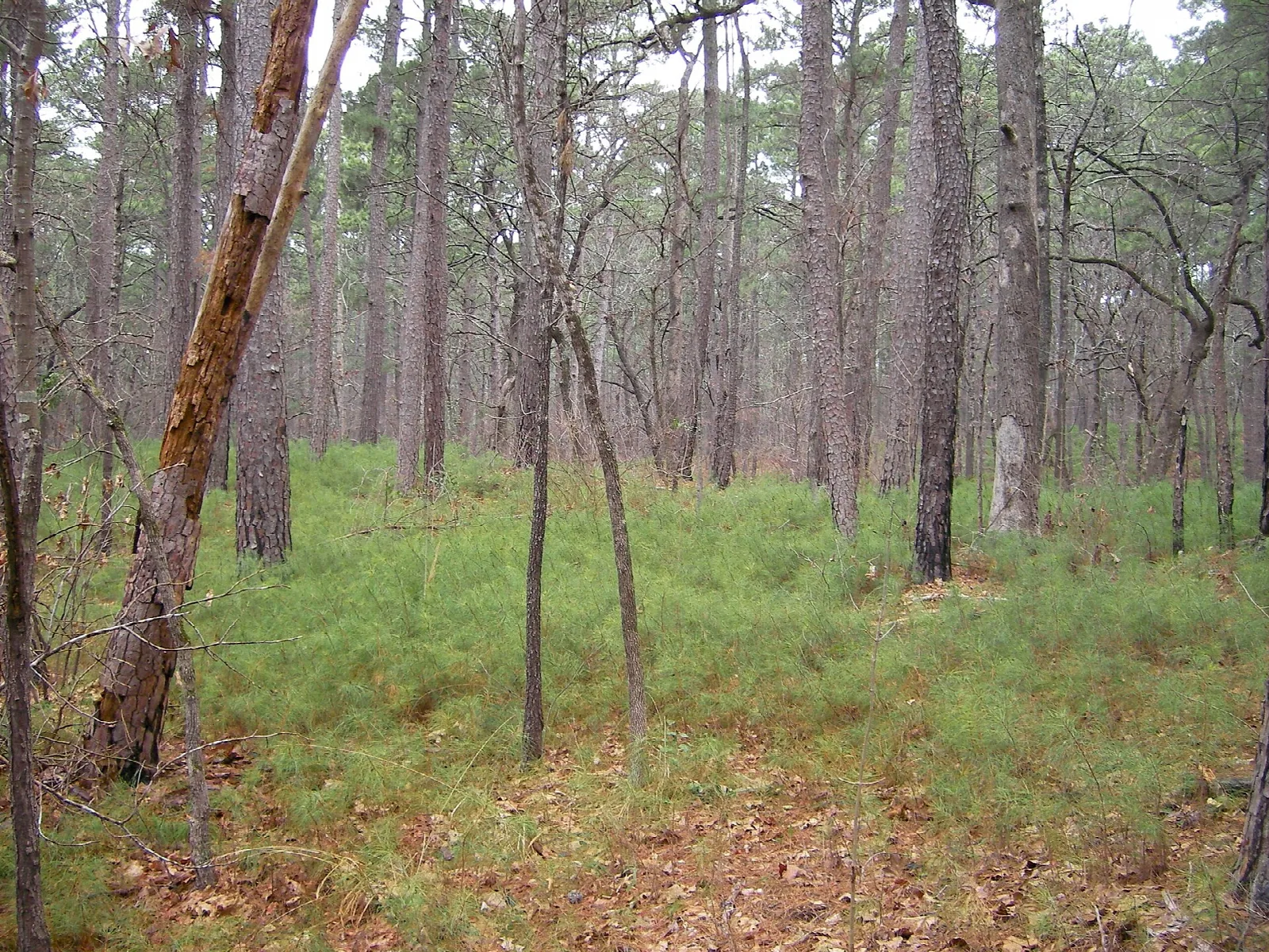 Open pine forest with a green grass floor