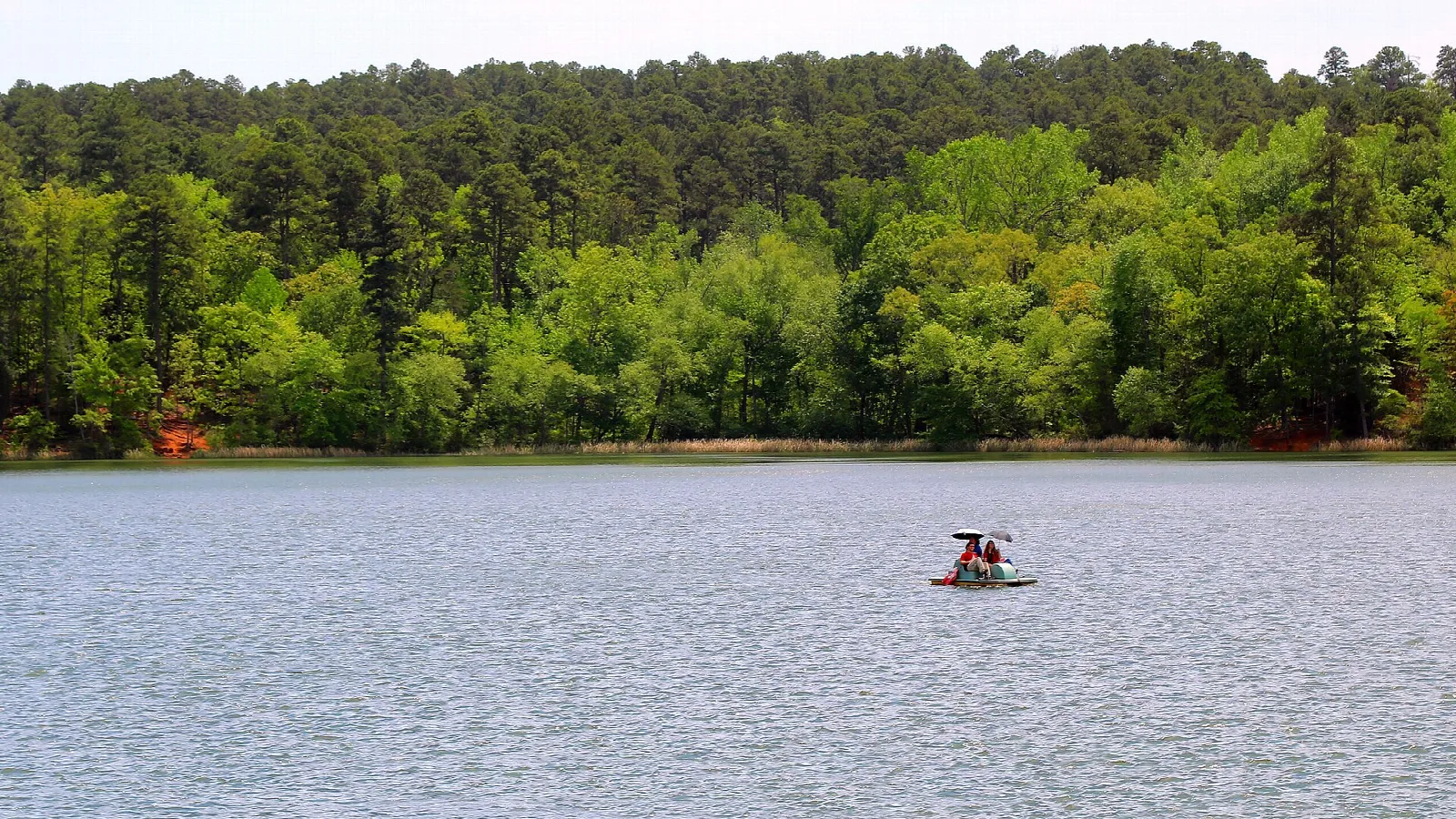 Paddleboat on a wide wooded lake