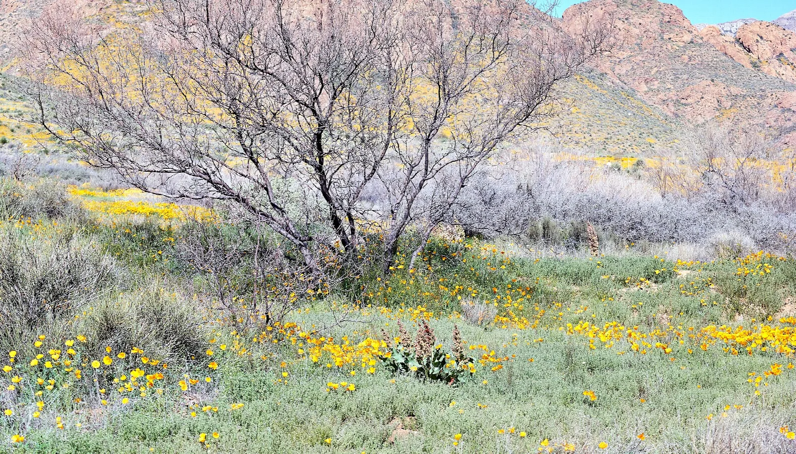 Bare shrub and yellow wildflowers in desert with mountains behind
