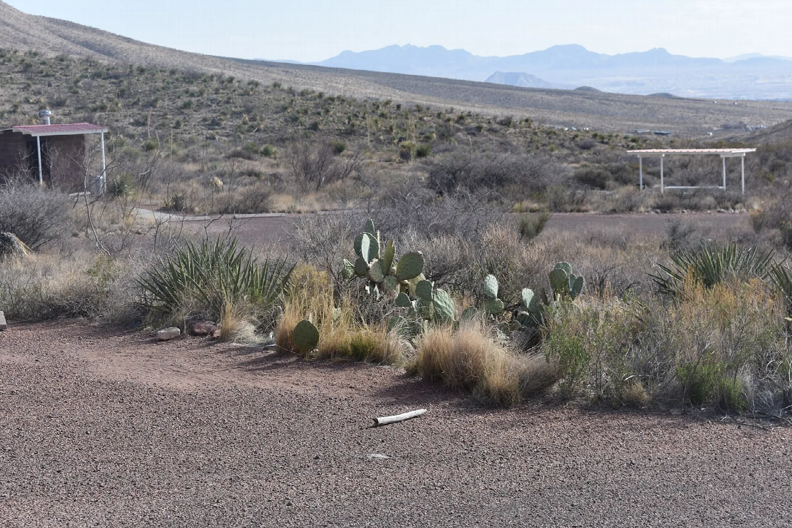 Gravel road with prickly pear cactus and desert scrub