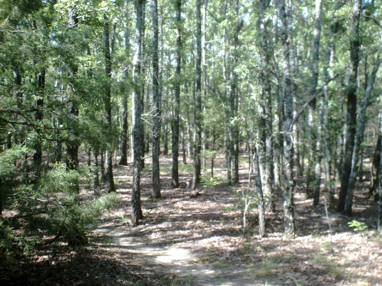 Woodland trail through slender trees