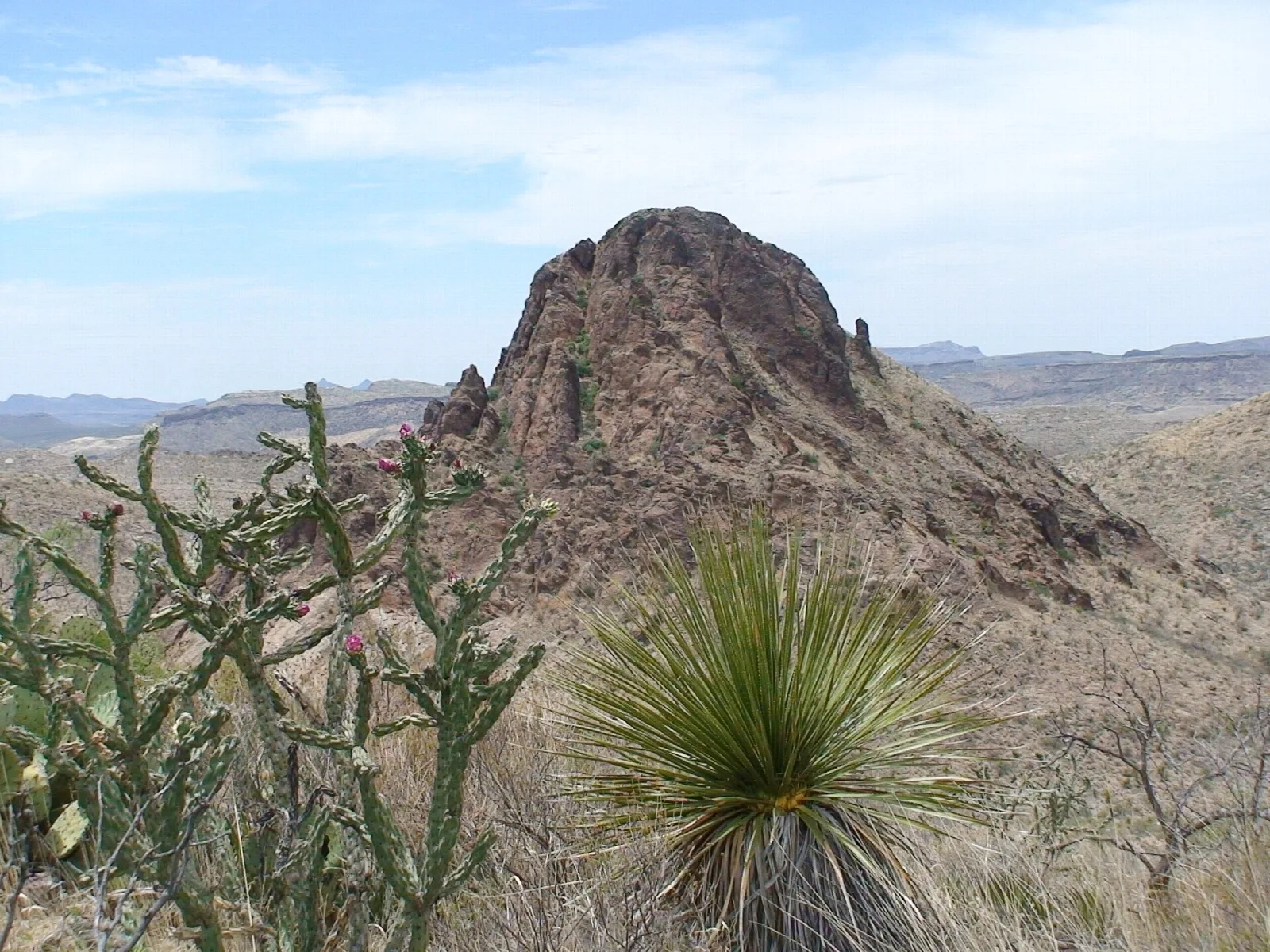 Rocky peak rising above cholla cactus and yucca in desert
