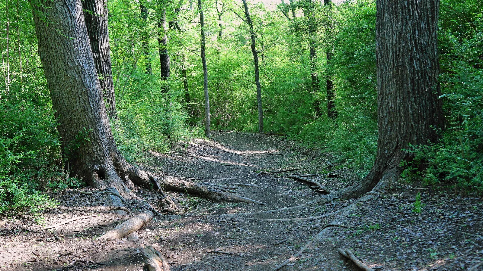 Dirt trail winding through tall green trees