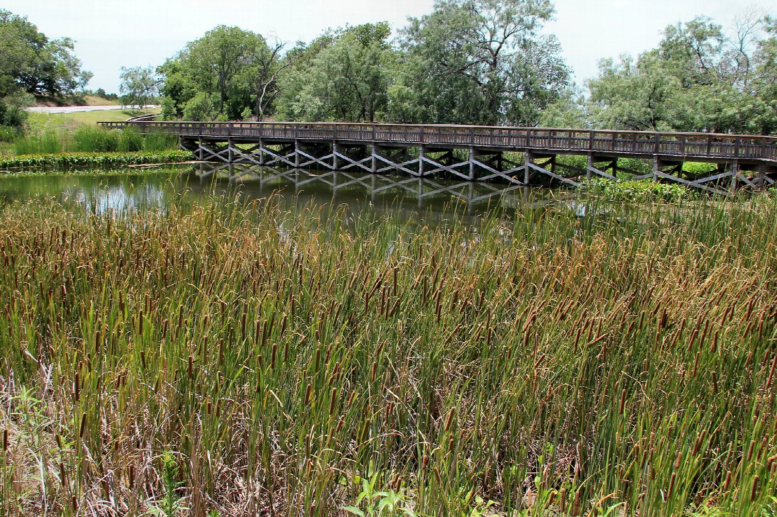 Wooden boardwalk crossing a pond edged with cattails