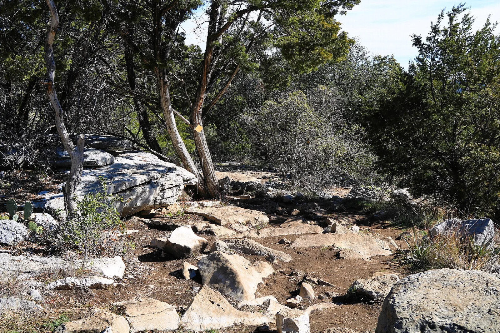Rocky trail through scrubby trees