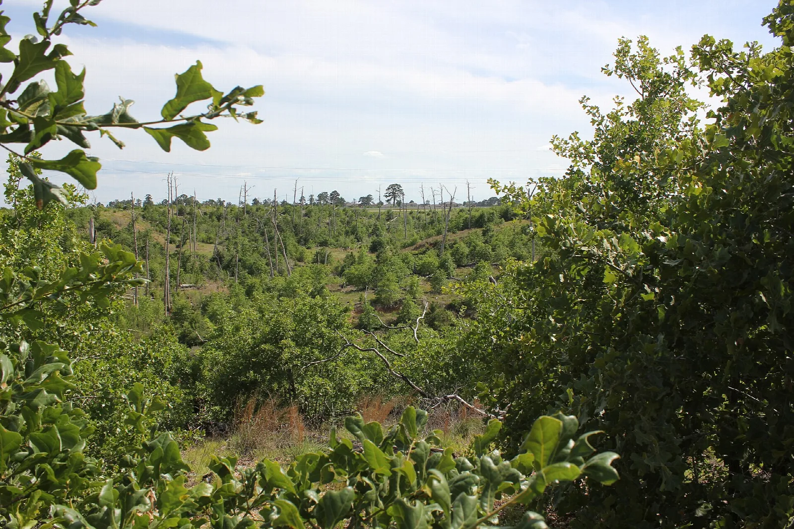 Green shrubs and hillside with a few dead trees