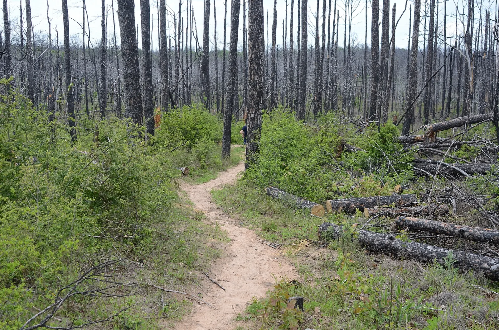 Narrow dirt trail through burned pines and new growth