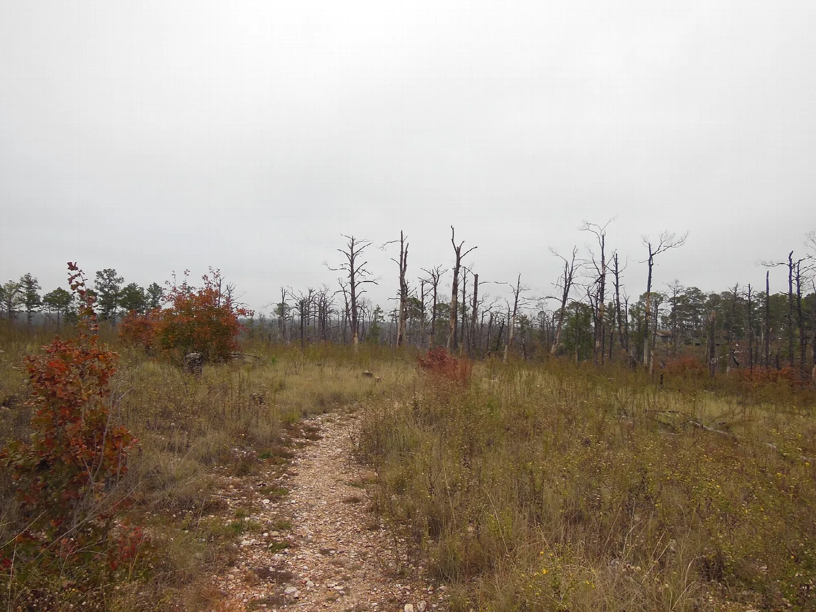 Dirt trail through grass with scattered bare pines