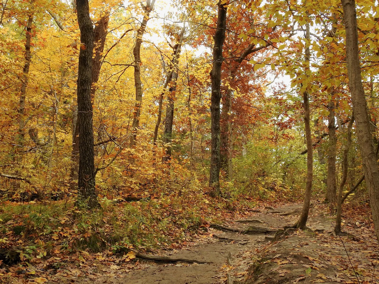 Dirt trail through a forest with yellow and orange fall leaves