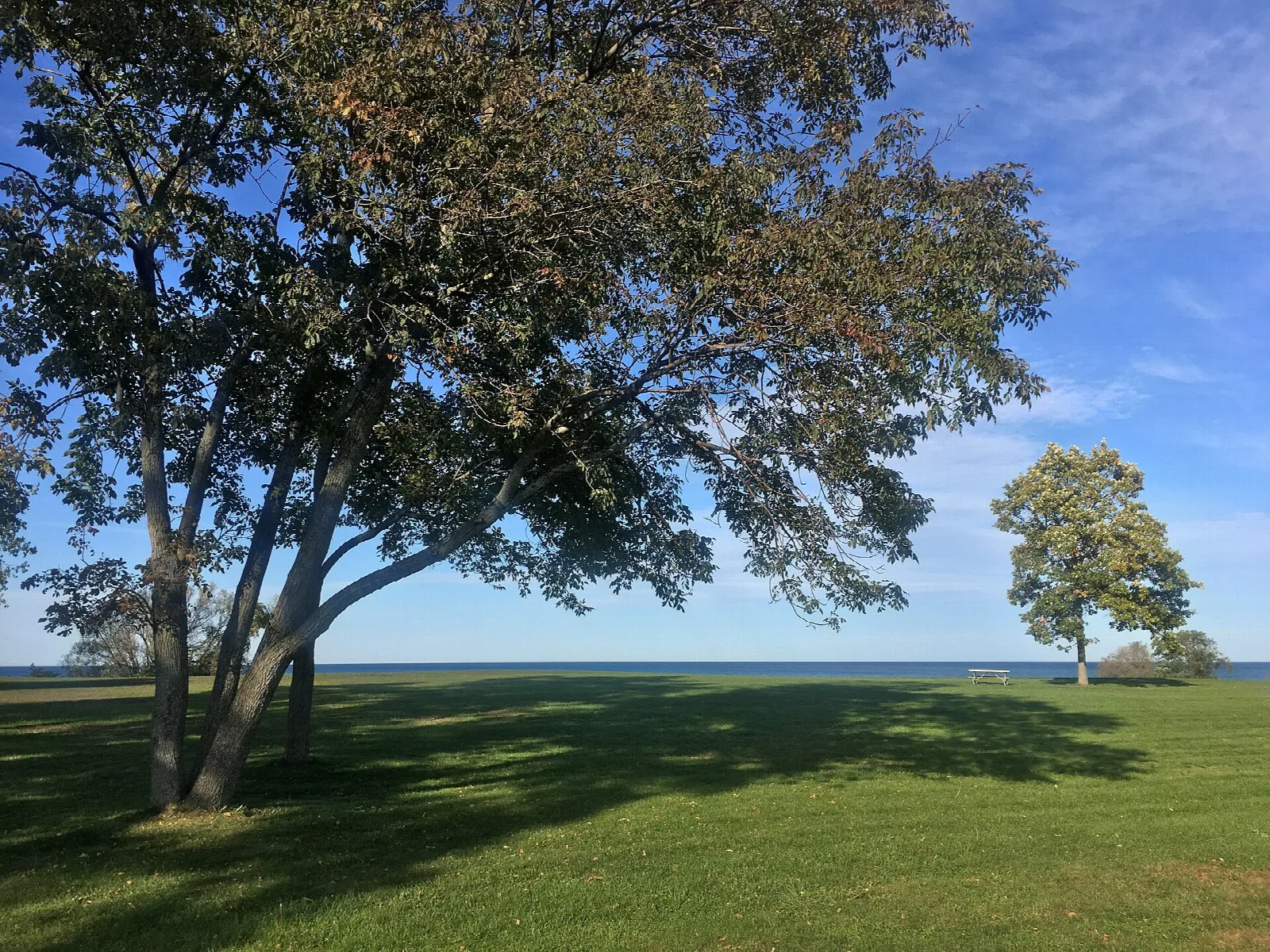 Large tree on a lawn above the lake under blue sky and clouds
