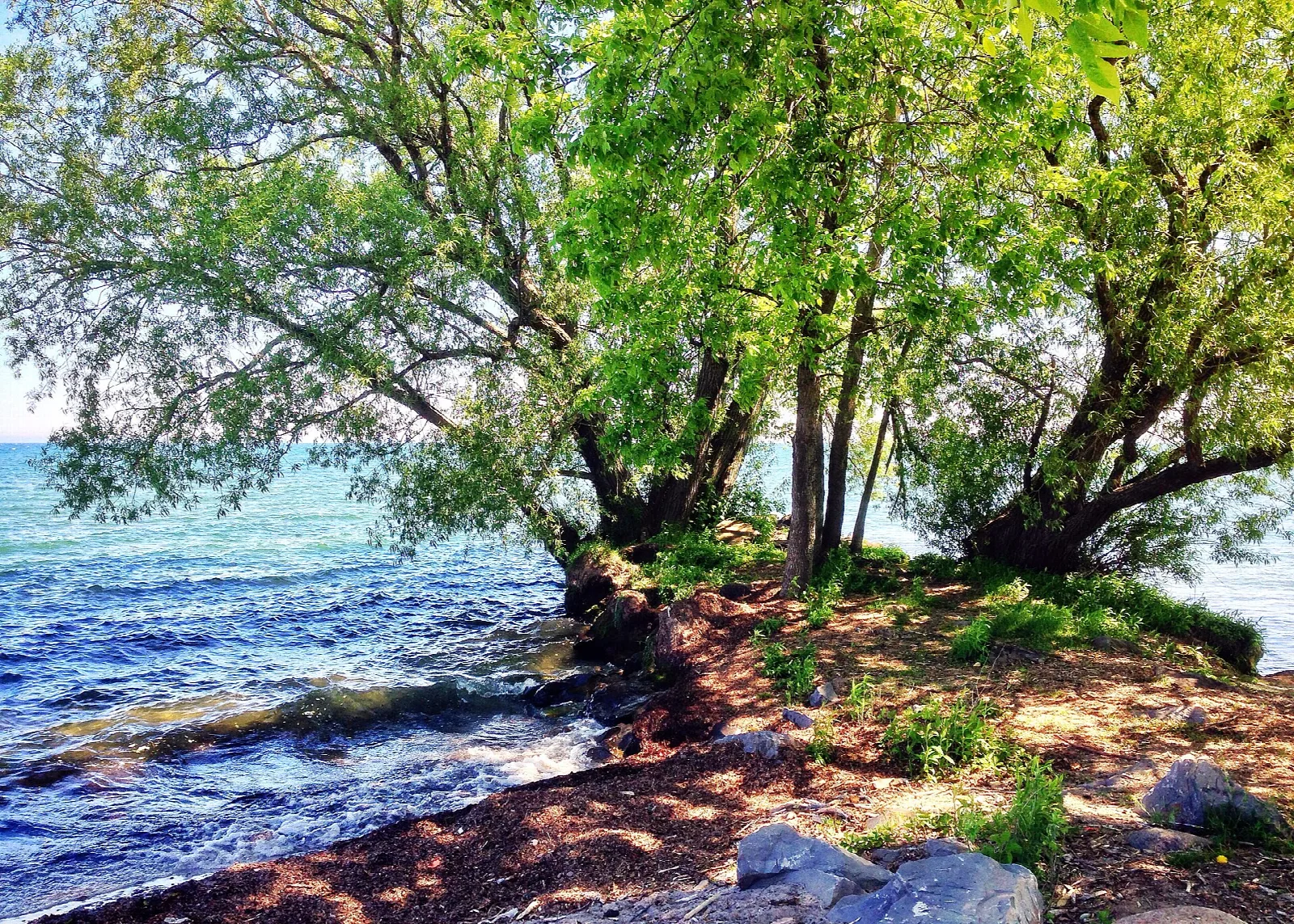 Shady trees leaning over a rocky Lake Ontario shoreline