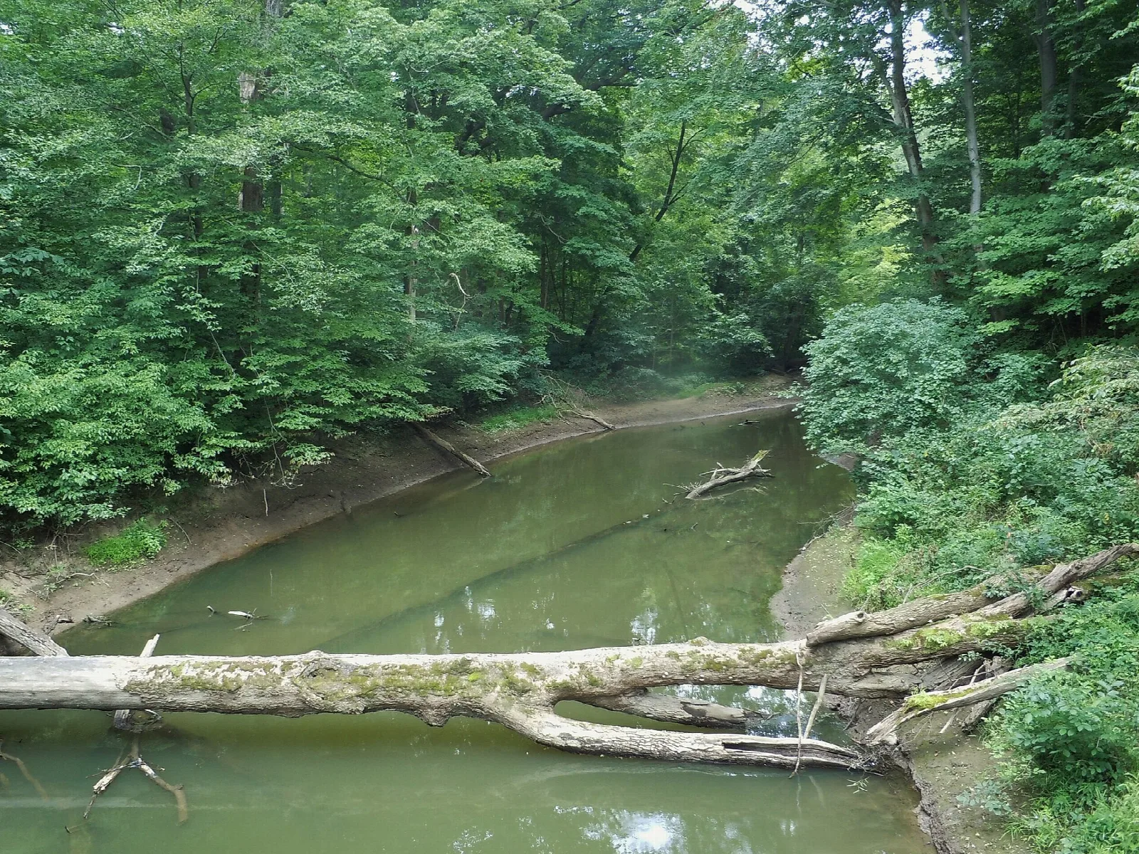 Green river bending through dense forest with a fallen log across the water