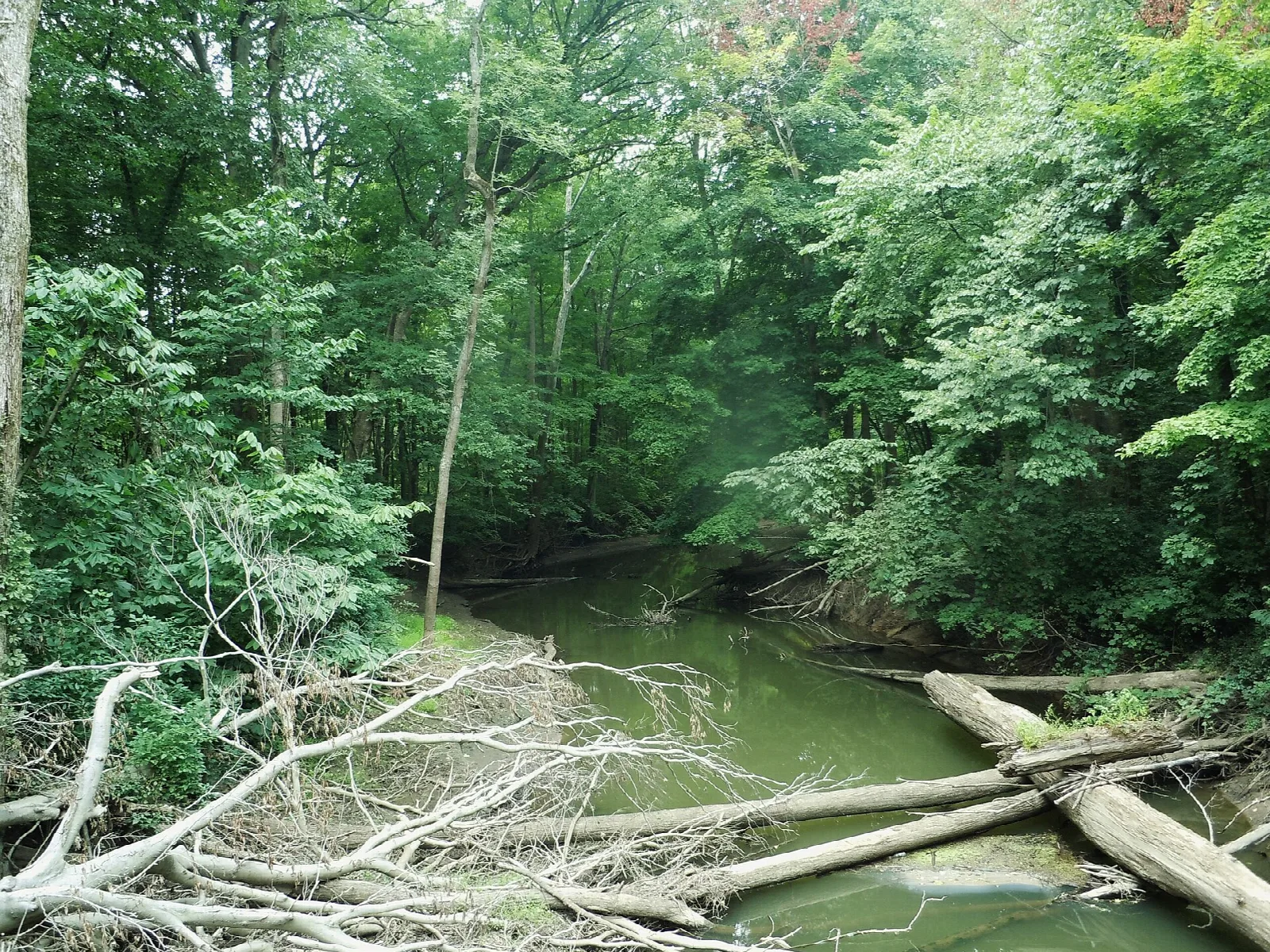 Slow green river lined with trees, a fallen log in the water at lower left