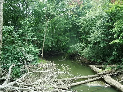 Warren Woods State Park