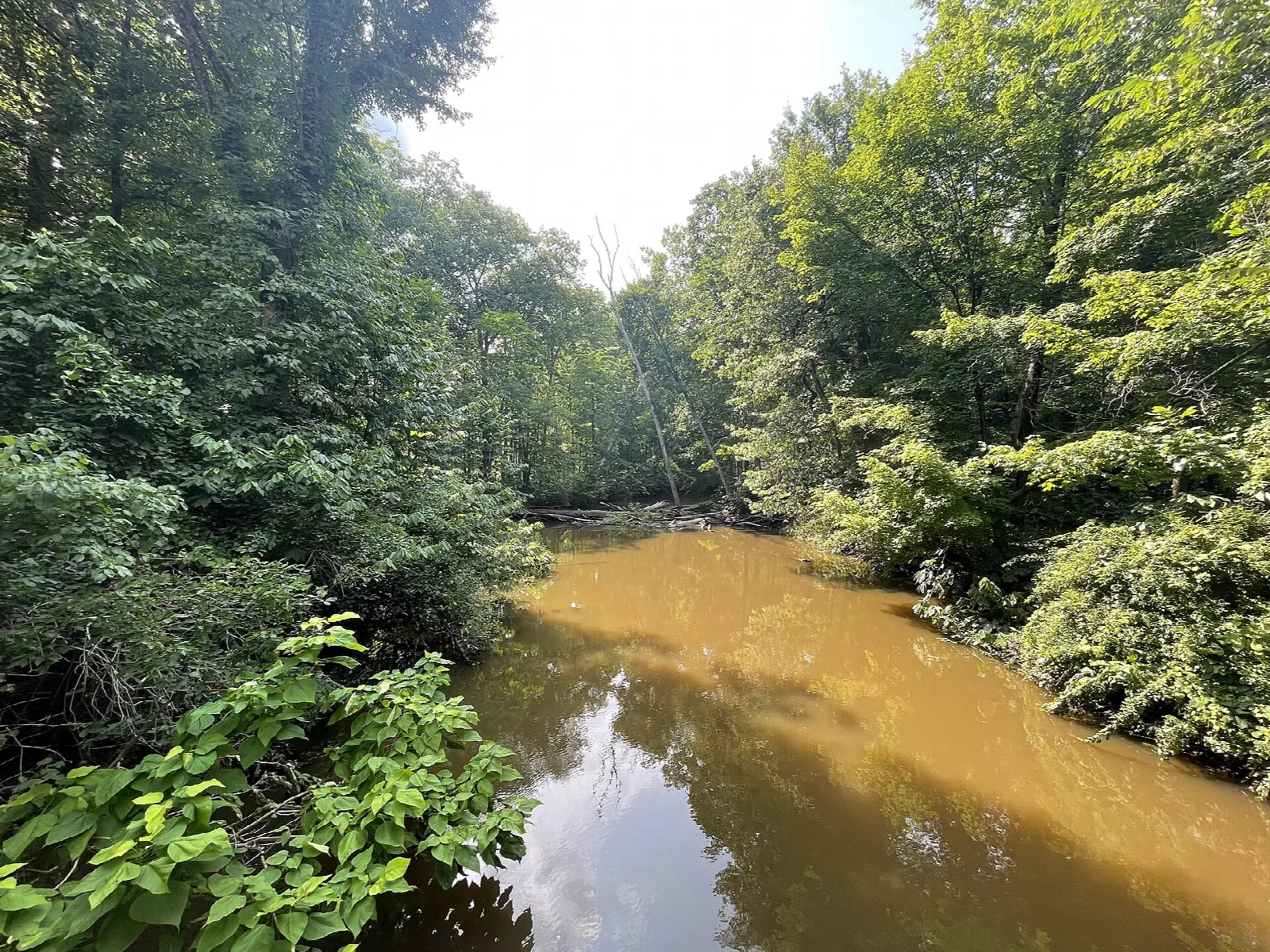 Brown river water winding between forested banks under a pale sky