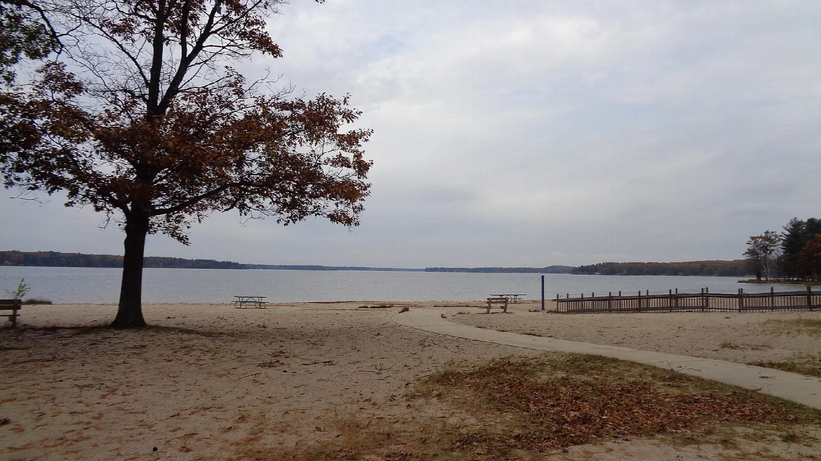 Sandy beach with a path and wooden fence beside a wide gray lake, one autumn tree at left