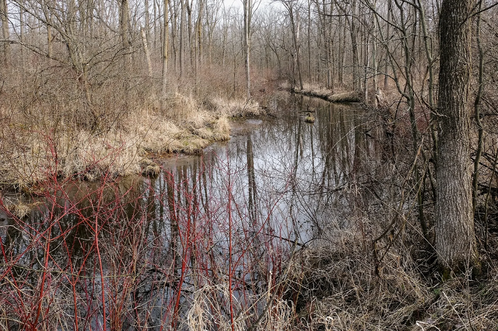 Still, narrow river channel through bare woods with red shrub stems