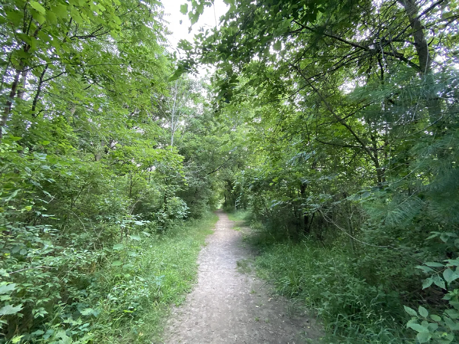 Dirt trail running through a green leafy forest