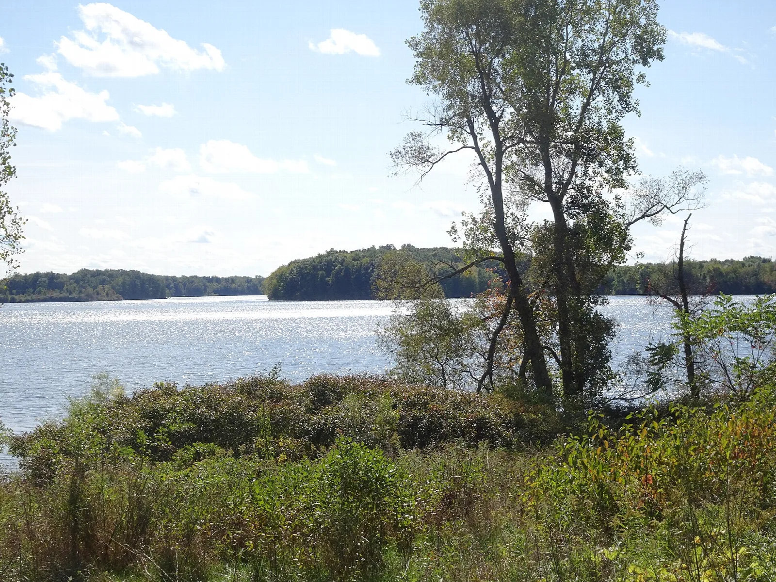 Lake Ovid seen over shrubs and tall grass with trees on the far shore under blue sky