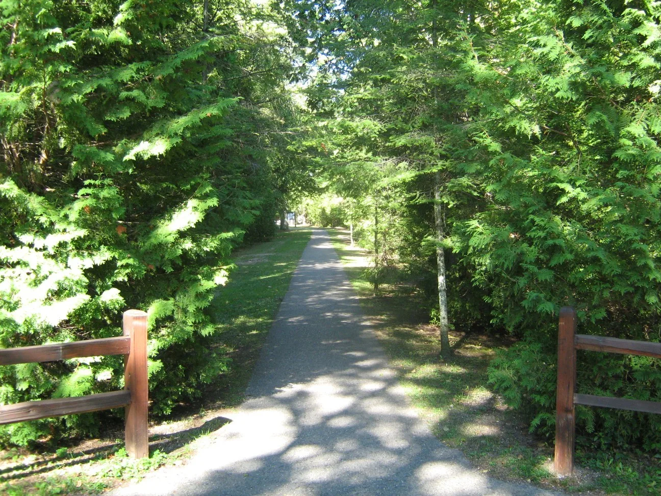 Gravel path between green hedges and cedar trees with wooden rail fence