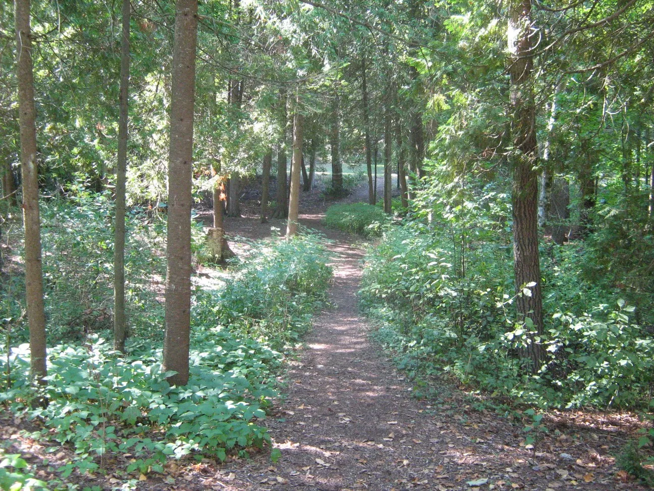 Dirt path through green woods with tall trees on both sides