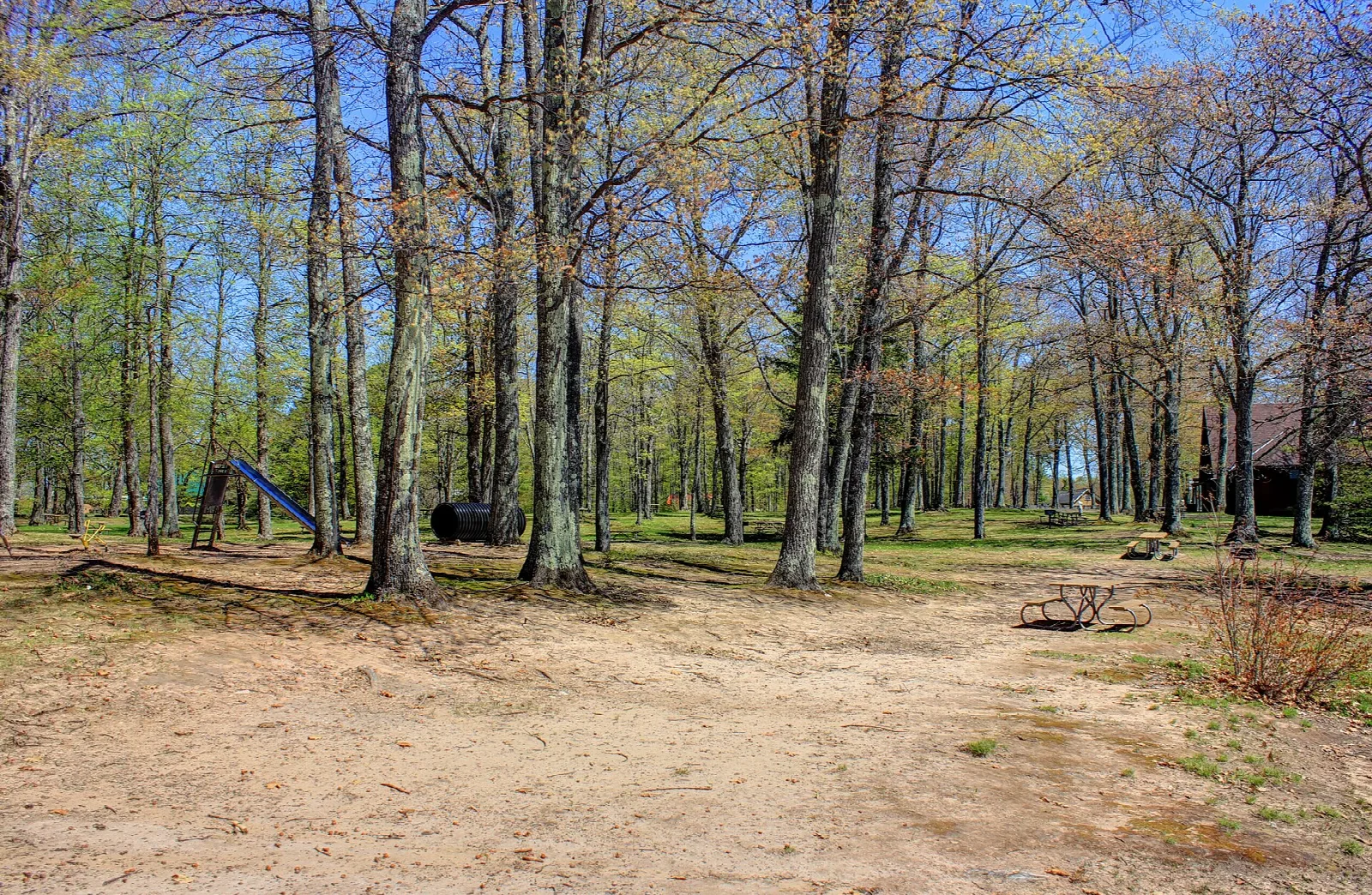 Bare sandy clearing with picnic table among tall trees near the lake