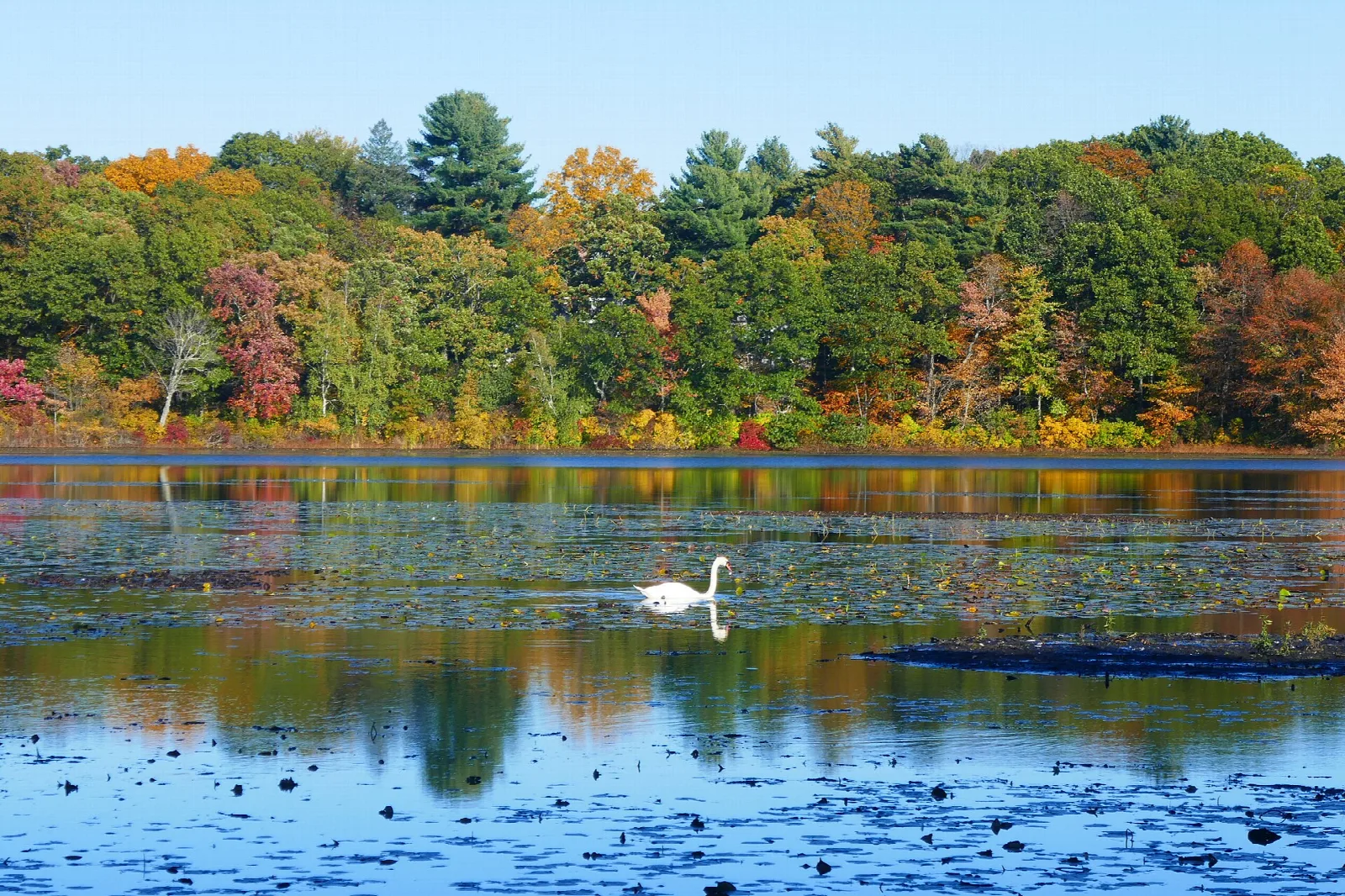 Hammond Pond Reservation