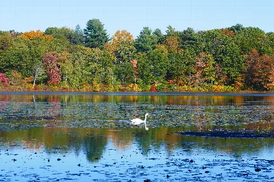 Hammond Pond Reservation