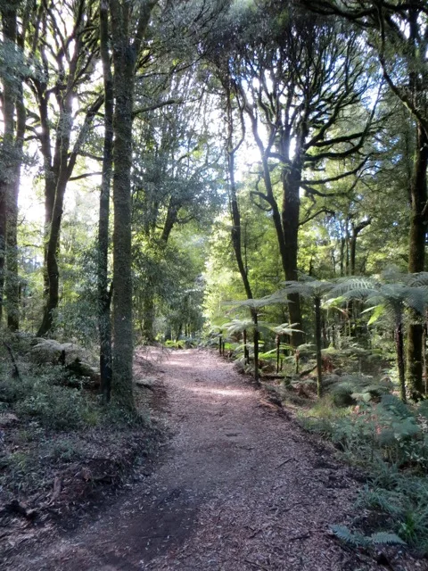 Timber Trail