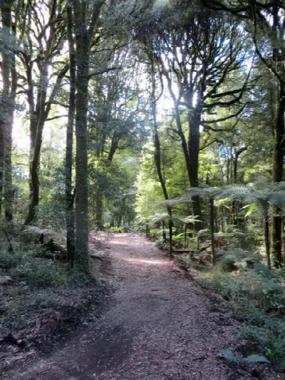 Timber Trail