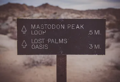 Lost Palms Oasis