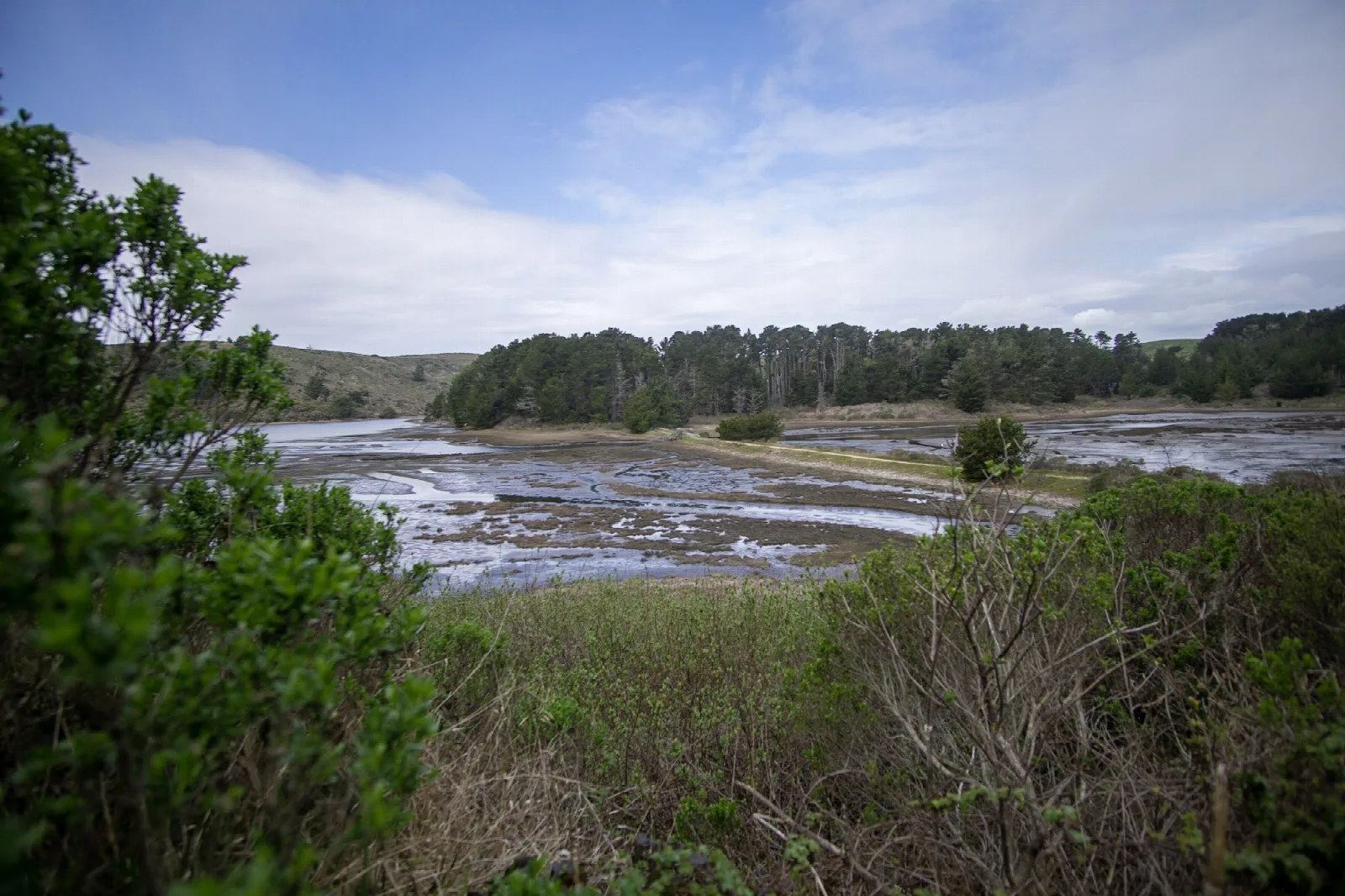 A dike cuts across a tidal marsh, with forest in the distance and shrubs in the foreground.