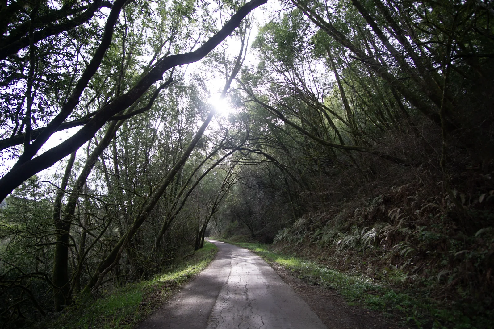 Sunlight filters through the branches of trees that arch over a paved trail.
