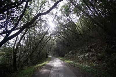 Cross Marin Trail