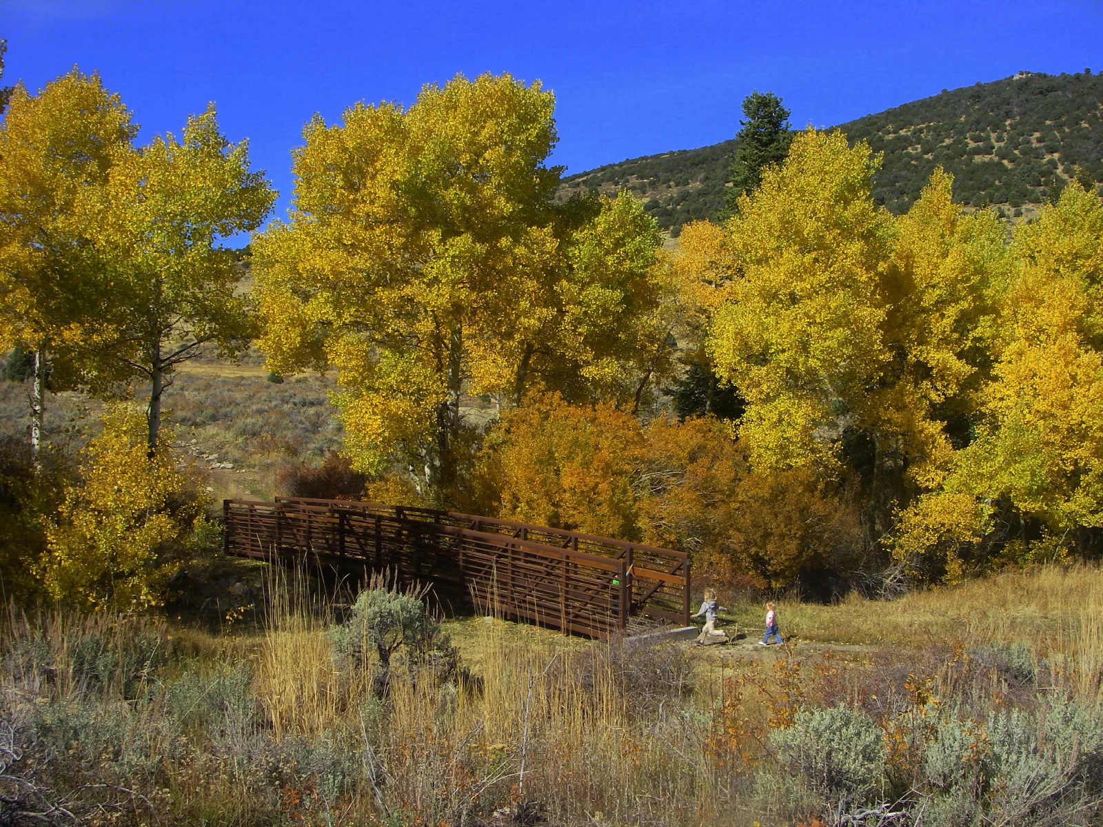 Yellow Fall Colors on aspen trees surrounding a bridge that two children approach.