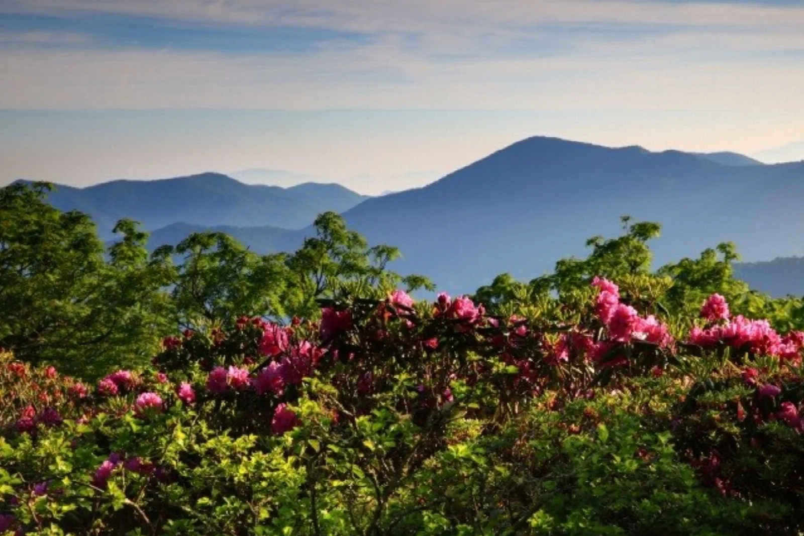 Pink flower blooms on green shrubs with mountains in the background