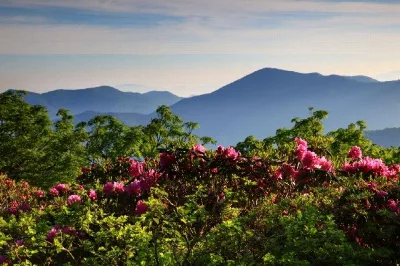 Craggy Gardens Trail