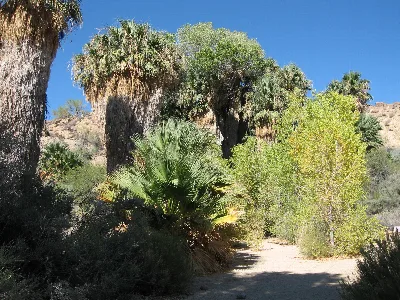 Cottonwood Spring Nature Trail