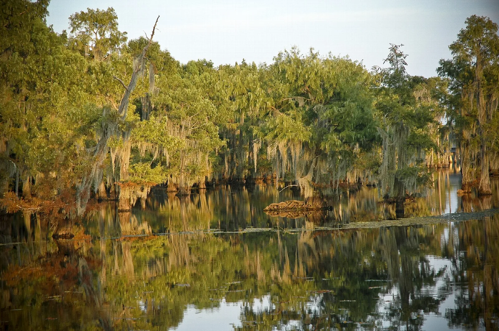 Lake Bistineau