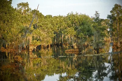 Lake Bistineau