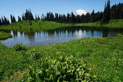 Tipsoo Lake Loop